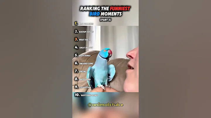 Ranking the funniest bird moments (part 3) 😂|| #funny #funnybirds #funnybird #shorts #ranking