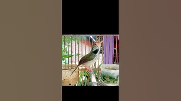 tembakan ganas prenjak lumut#prenjaklumutgacor #prenjakgunung #prenjakmerah #shorts