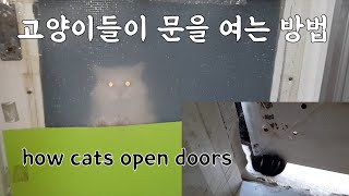 how cats open doors by 펜션 고양이랑 6,948 views 1 year ago 3 minutes, 7 seconds