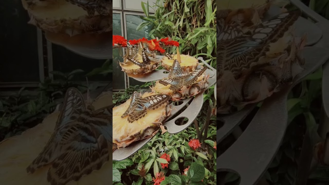 Changi Airport Butterfly Garden, Singapore