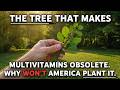 The Tree That Makes Multivitamins Obsolete. Why Won't America Plant It.