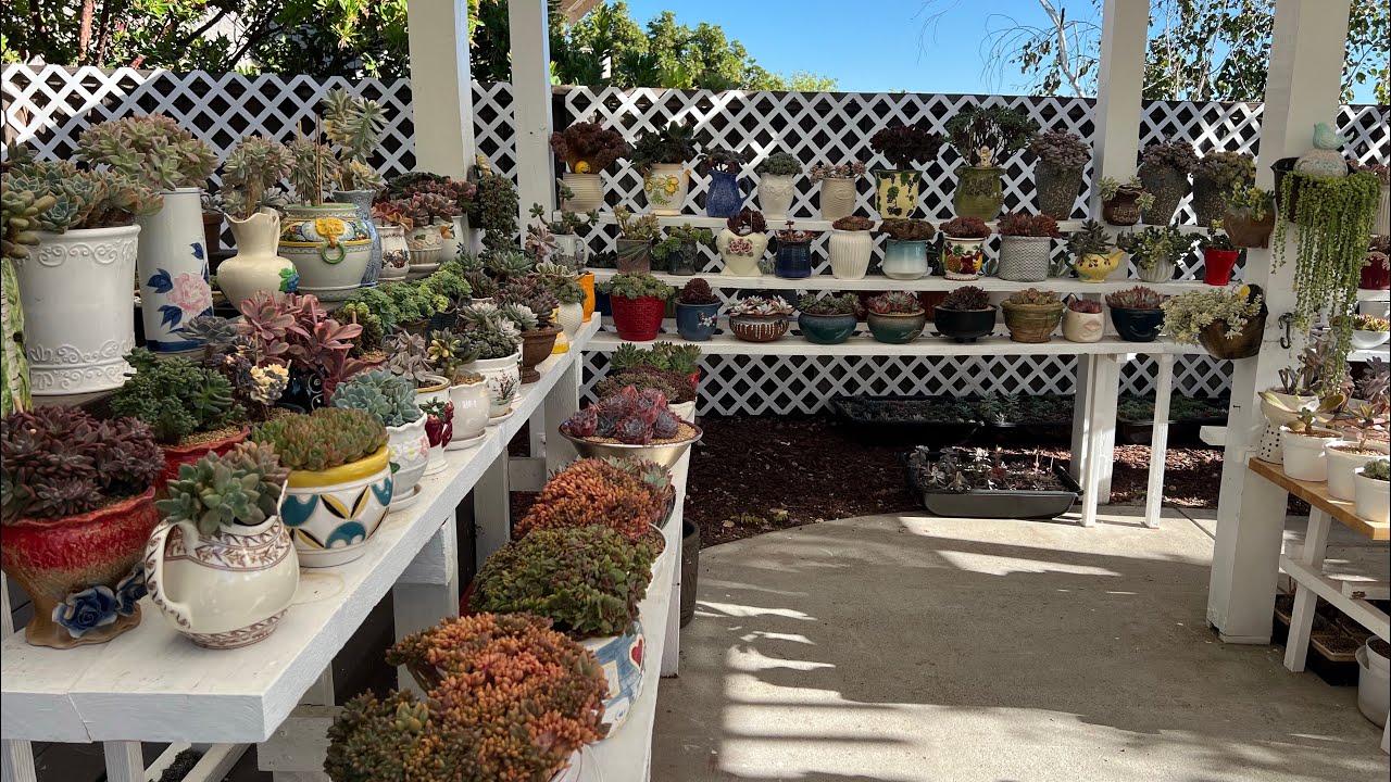 Succulent Garden #koreanimportsucculent #raresucculents #succulentcollection #