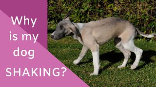 Why is my dog shaking?