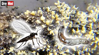 Morel Morchella pin and mushroom fly larva infestation (SUBTITLED)