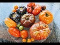 Heirloom Tomato Tasting Review: Which Was the Best?