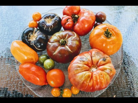 Video: Tomato Peter the Great: photo and description, characteristics of the variety, yield, reviews