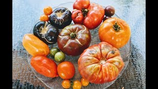 Heirloom Tomato Tasting Review: Which Was the Best?