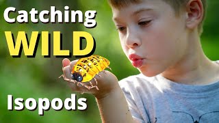 Collecting Wild Isopods  The Isopod Vlog Episode 7