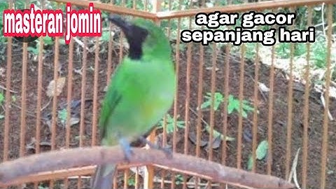 cucak ijo mini suara lantang power full || pancingan jomin gacor sepanjang hari