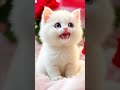 Kitty Kitten Cat котики Cute Catshorts Catsound