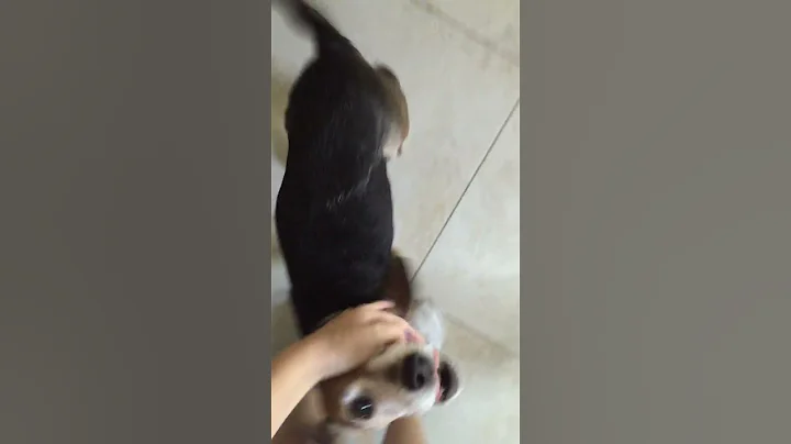 Bailey is happy to see me