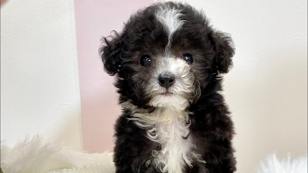 トイプードル・シルバー・女の子・愛称ふうか（生後57日） - YouTube