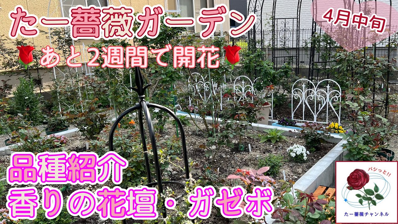 Mid-April [Ta-Rose Garden] Scented Flower Bed & Gazebo: Rose