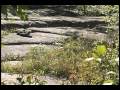 Limestone Pavement - Footprints of the Ice Age: part 8 of 14