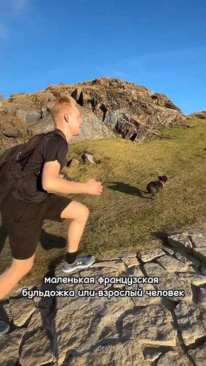 Кто быстрее: французский бульдог или взрослый человек? #собака #юмор # ...