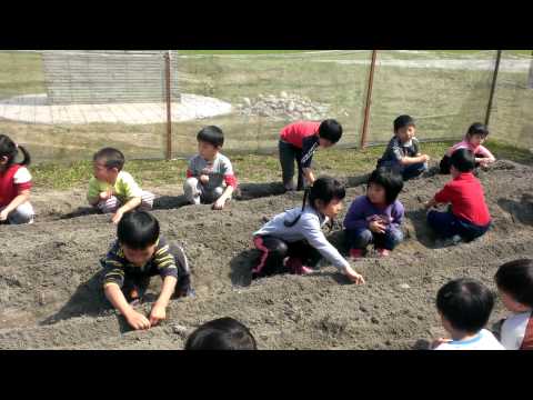大家認真的將種子放進挖好的溝中。每顆種子間距五公分呦