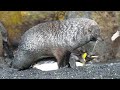 Unusual sea lion behavior with a penguin