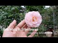 Giới thiệu cây hồng leo Ethelburga, loài hoa hồng leo ngoại độc đáo