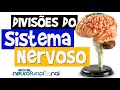 Neuroanatomia - Divisões do Sistema Nervoso (Aula Completa)