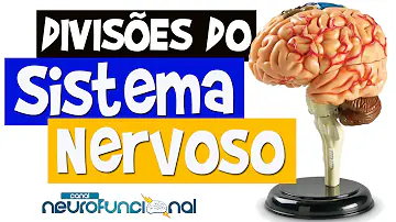 Como o sistema nervoso é dividido Brainly?
