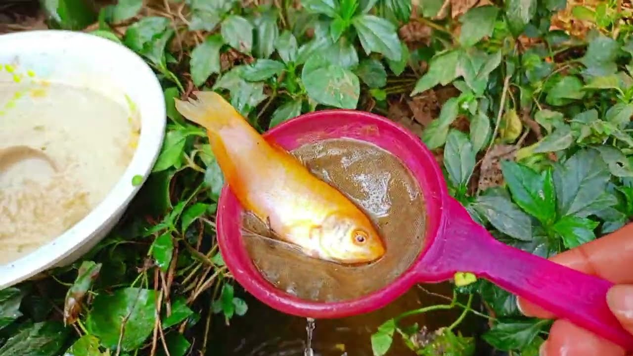 Catch beautiful aquarium fish in small pond baby turtles, eels, red carp, koi, nemo fish, 