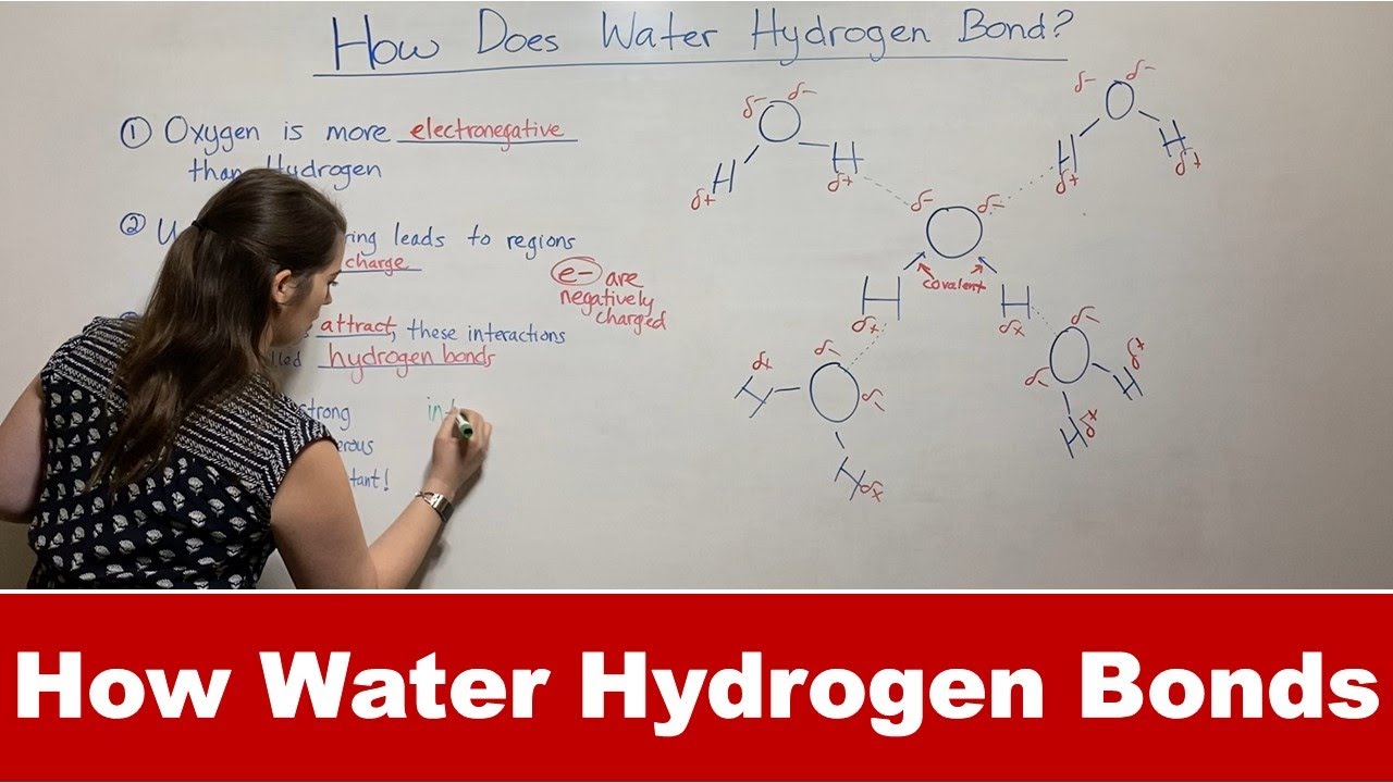 How Many Water Molecules Could Hydrogen Bond Directly To Glucose