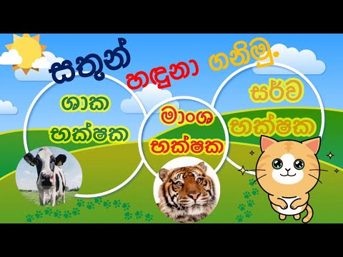 ශාක භක්ෂක,මාංශ භක්ෂක හා සර්ව භක්ෂක සතුන් හඳුනා ගනිමු#අප අවට සතුන්# #3,4හා5ශ්‍රේණිසඳහා#ශිෂ්‍යත්වයට#