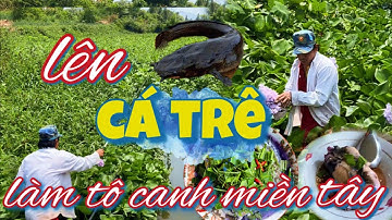 Khai trương ổ cá mới dính luôn con cá trê ham ăn #cauca #fishing #mientay #caucagiaitri #caucasong
