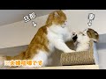 【猫の夫婦喧嘩】短足と長足の負けられない戦いがここにある…!
