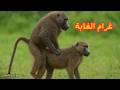 أسرار تزاوج القرود طقوس وحقائق مذهلة من عالم القرود 