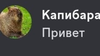 люби капибар...