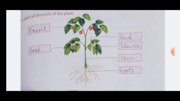 Class 1, Environmental Studies, Chapter 10 Plants Our Green Friends Part 2 by Rajni Rani