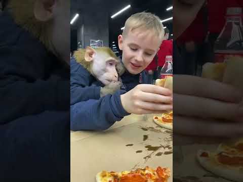 С Другом В Пиццерии , Забыл Что Я На Диете ! Monkey Макака Обезьяна Animals Macaque Funny