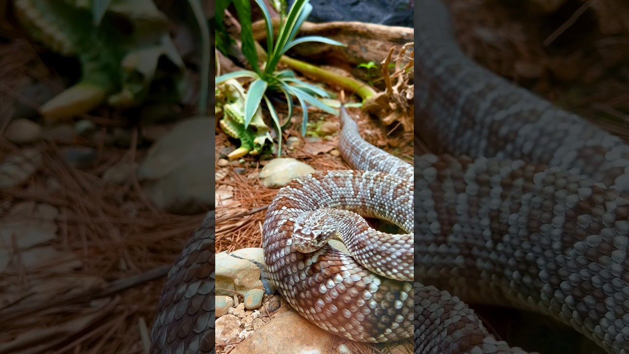 Central American Rattle snake at Parque Reptilandia