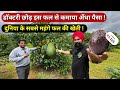 1200रू किलो बिकने वाले एवोकैडो फल से कमाये लाखों 🥑 || Hass Avocado Fruit Farming in india