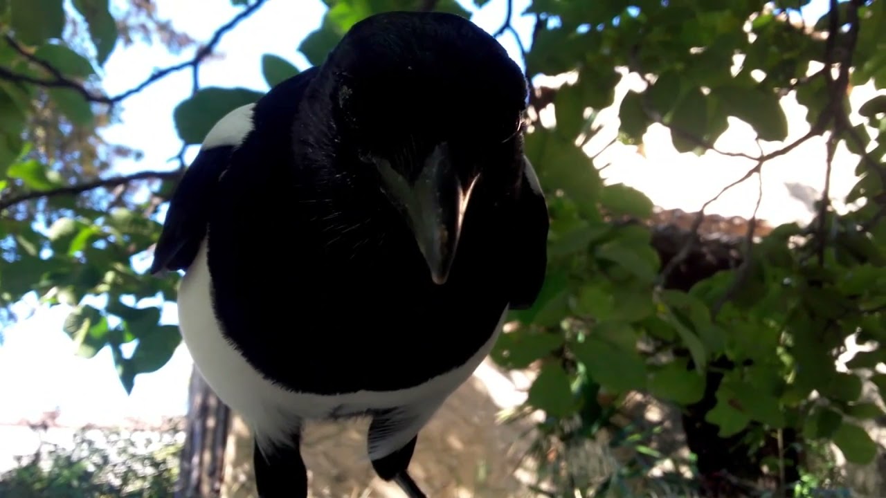 Agatha l'enfance d'une pie partie 2