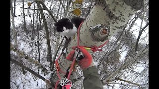 Как снять кота с высокого дерева. How to remove a cat from a tall tree.