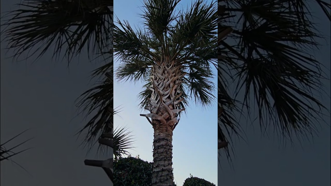 10 Degrees vs Palm Trees 🥶 