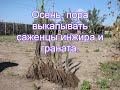 Осень, пора выкапывать саженцы инжира и граната