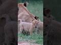 Lionesse with cute cub's #lion #shorts
