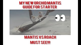 Orchid Mantis VS Feeder Roach and Starter Guide For Orchid Mantis! Pet Praying Mantis Keepers Setup.