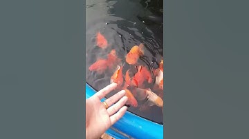 Hồ cá vàng cực đẹp và giá trị