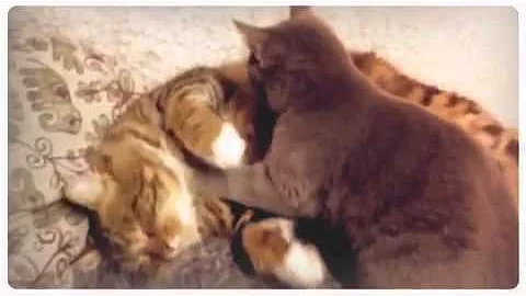 Video 10738861: chaton maine coon, chartreux