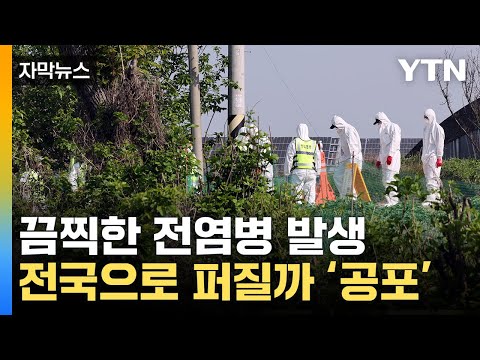 [자막뉴스] 감염 경로 &amp;#39;미스터리&amp;#39;...두려움에 <strong>덜덜</strong> 떠는 농가 / YTN