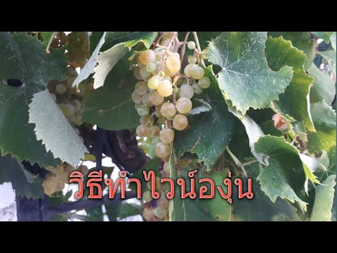 วีดีโอ: ทำไวน์โฮมเมดจากผลเบอร์รี่ในสวน