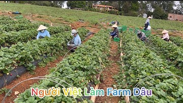 CUỘC SỐNG ÚC l NGƯỜI VIỆT LÀM FARM DÂU Ở ÚC l LÀM FARM Ở ÚC
