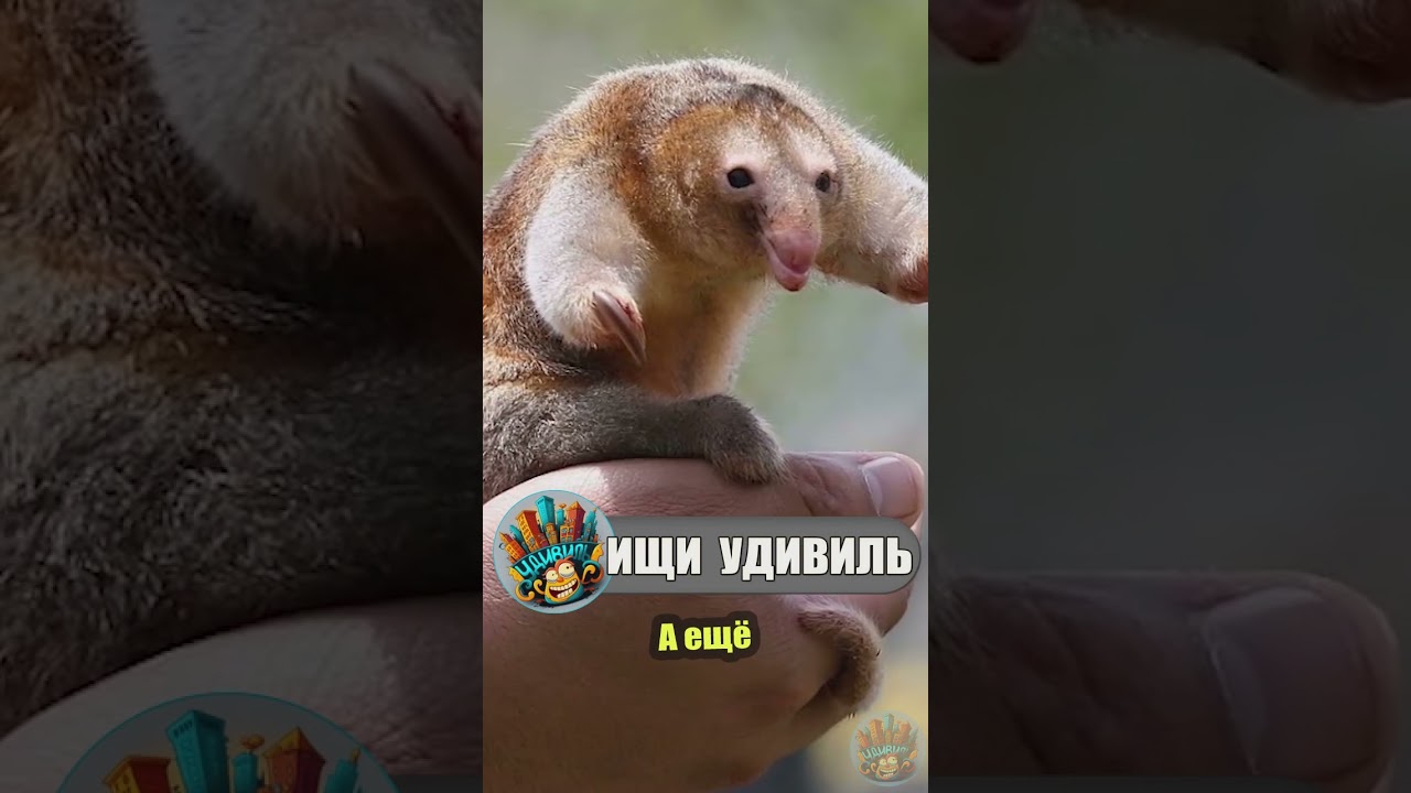 Шёлковый муравьед