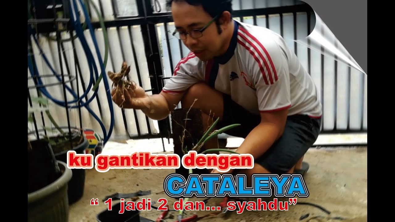 Budidaya Anggrek Cattleya 
