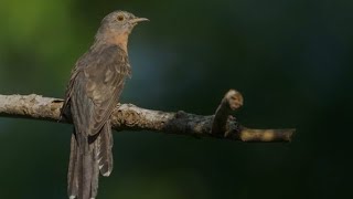 Suara burung kedasih betina.