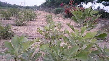 Water conservation method - Drip Irrigation System in a field |